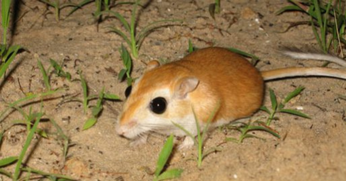 What is a Gerbil?