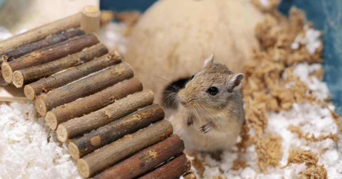 Caring for Gerbils in Cold Weather