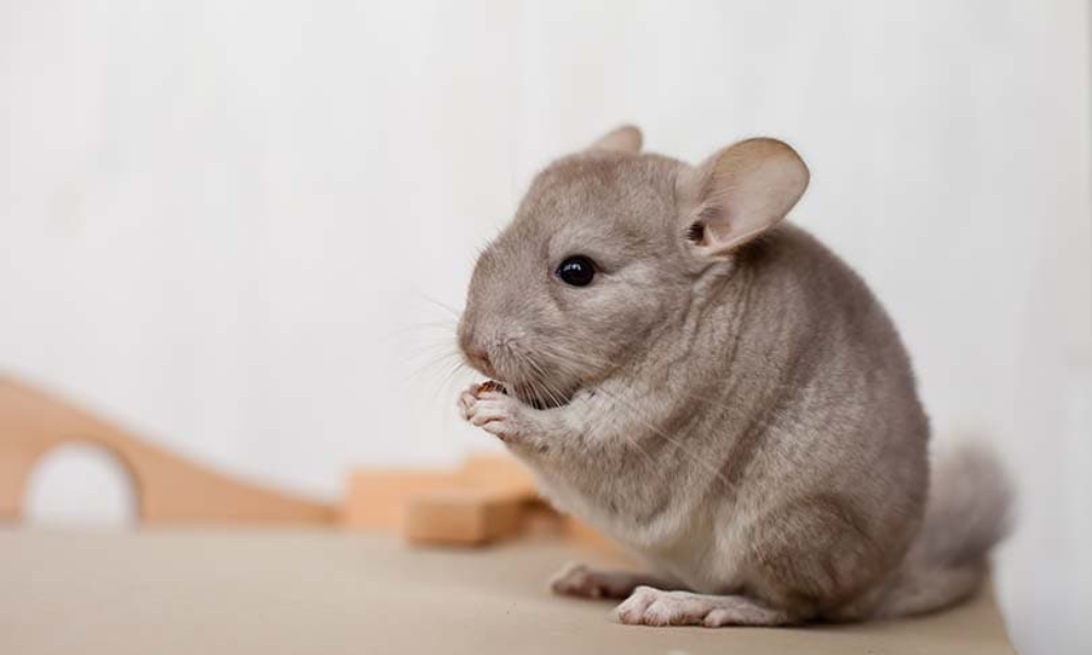 Do Chinchillas Need Vitamin C?