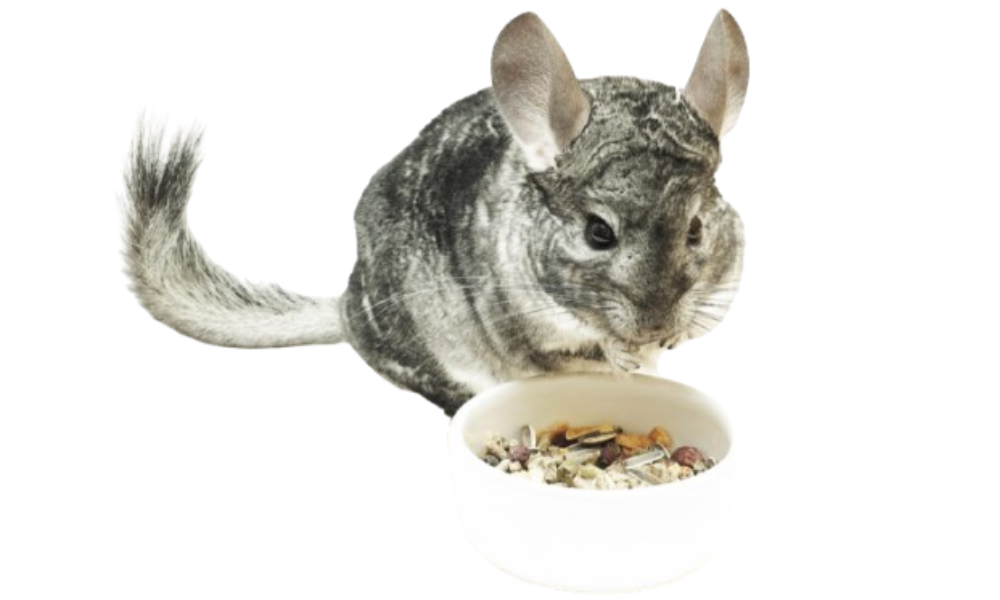 What Do Chinchillas Normally Eat?