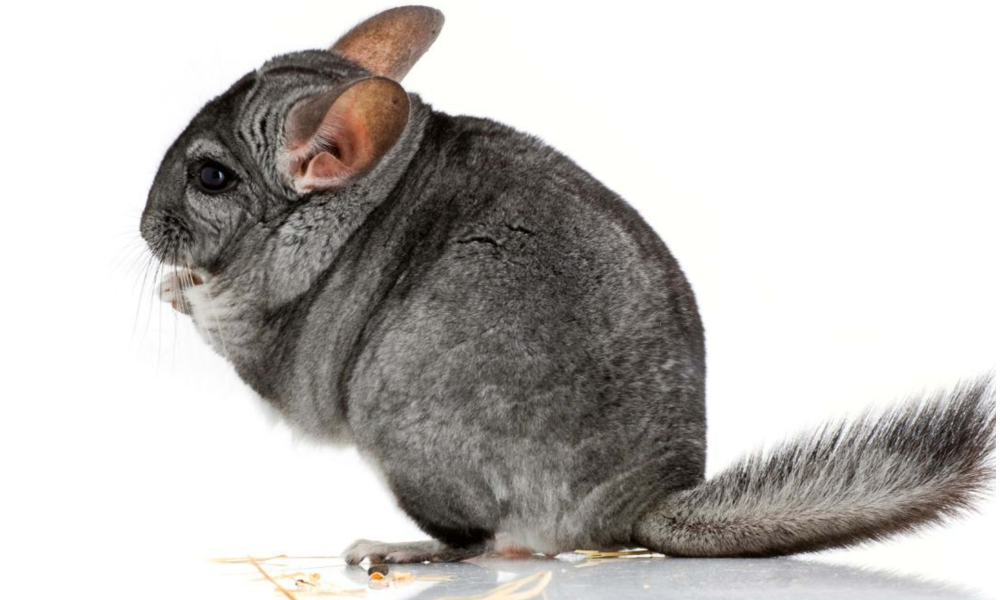 Chinchilla’s Natural Diet