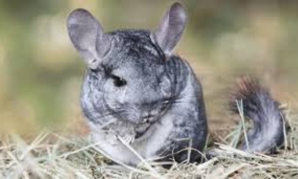 Can Chinchillas Eat Fruit?