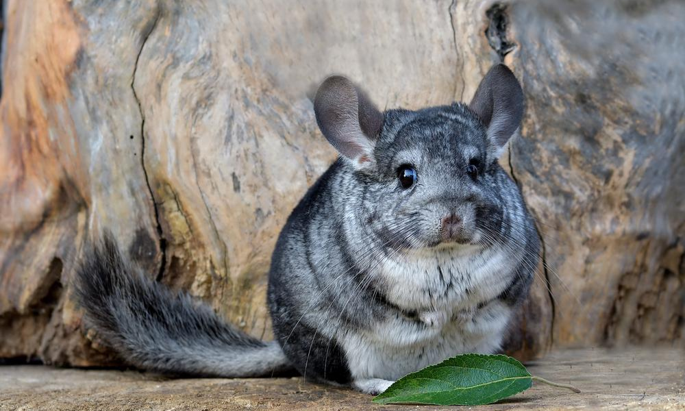 Can Chinchillas Eat Rabbit Pellets?