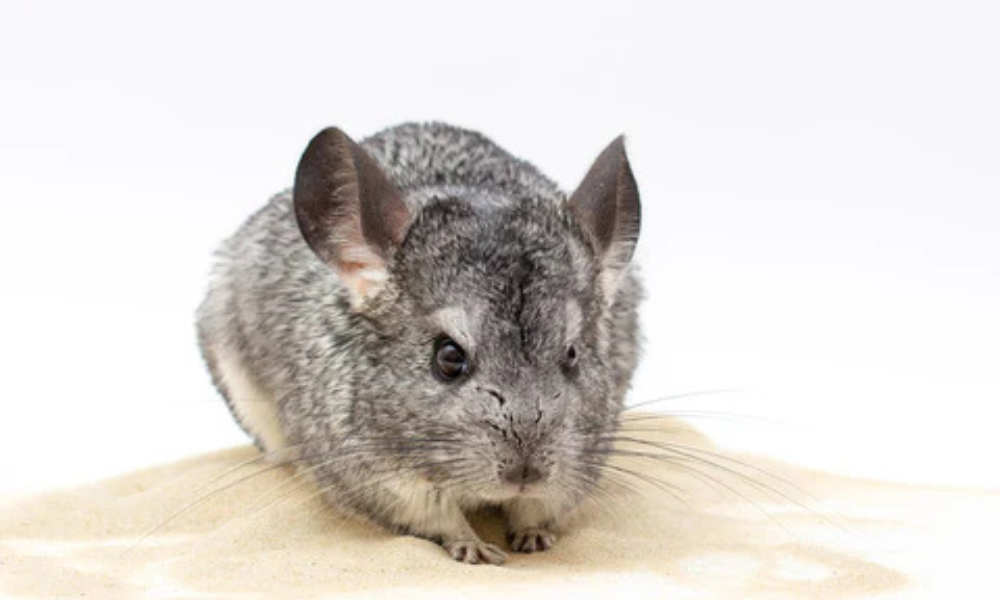 Are Chinchillas Hypoallergenic Pets?
