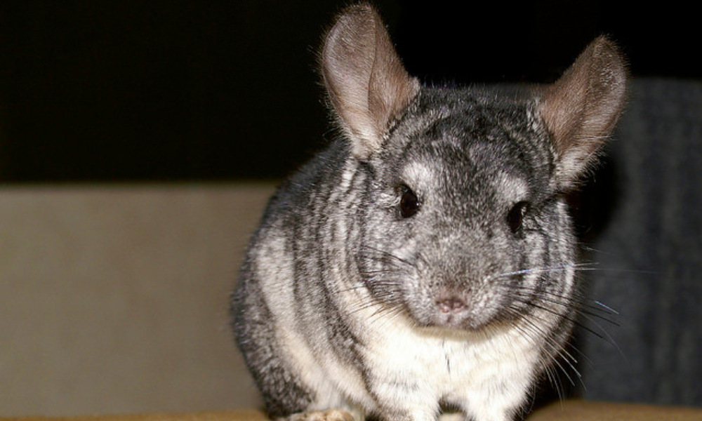 Are Chinchillas the Right Pet for Allergy Sufferers?