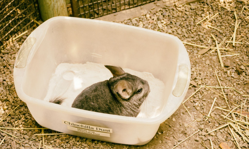 The Science Behind Chinchilla Dust Baths