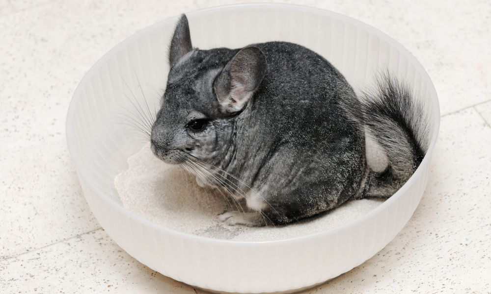 The Benefits of Dust Baths for Chinchillas